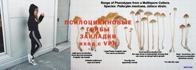 Галлюциногенные грибы прущие грибы  Ветлуга 